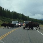 Bison crossing the Alaskan Highway