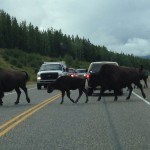 Bison crossing the Alaskan Highway - with calves!
