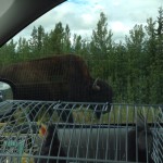 Grace watching the bison