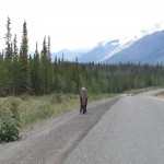 Caribou, thinking of approaching (possibly to gore me, so I got back in the car)