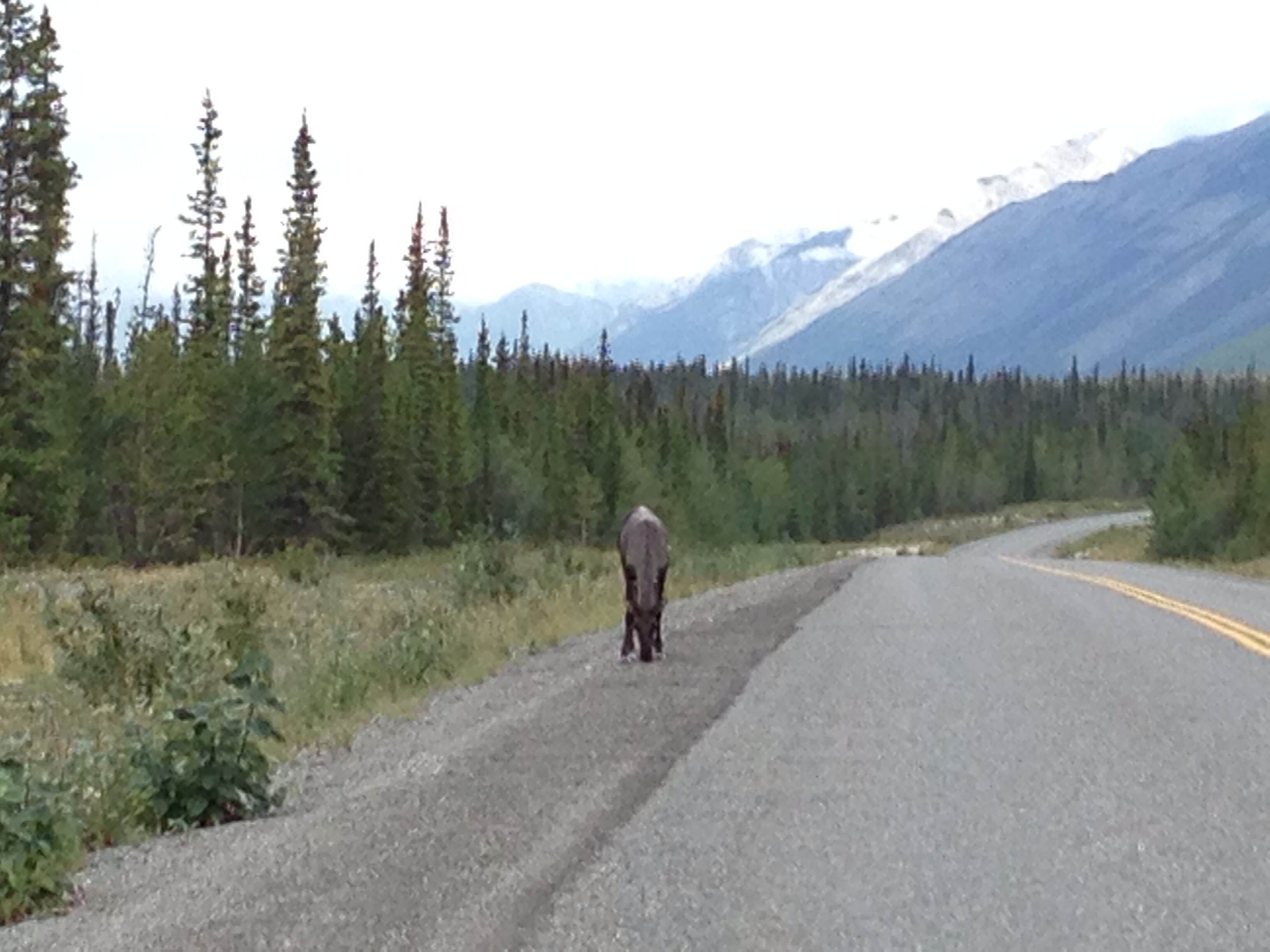 Caribou, thinking of approaching (possibly to gore me, so I got back in the car)
