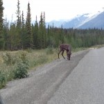 Caribou!