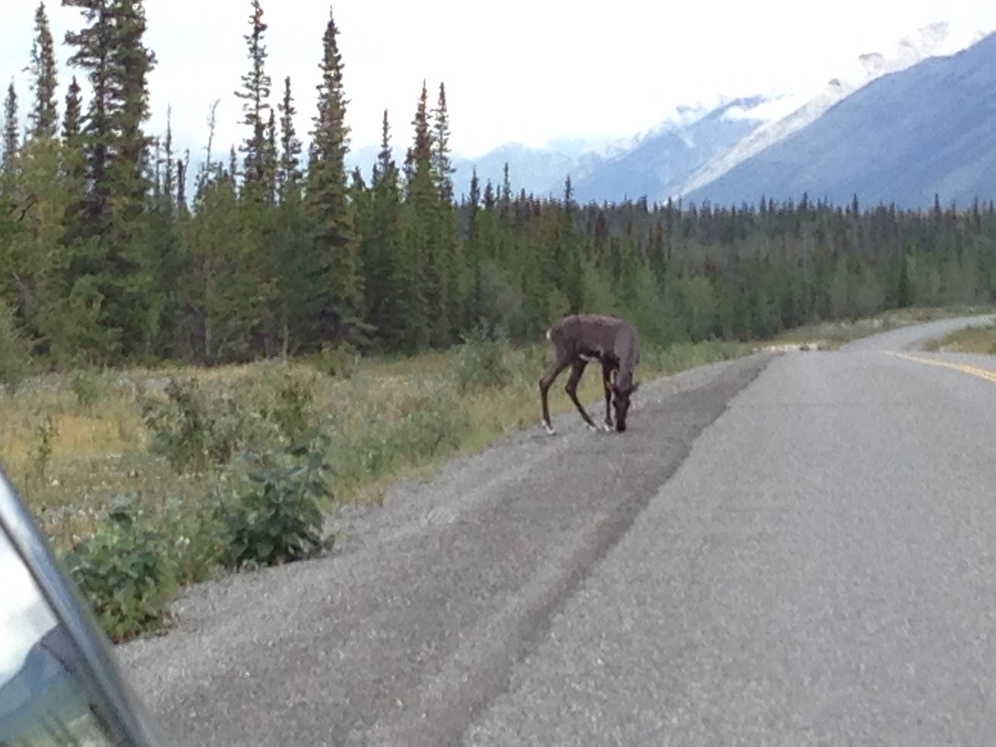 Caribou!