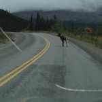 Another caribou! He wouldn't get out of the road.